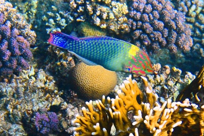 Excursion to the White Island & Ras Mohammed National Park from Sharm El Sheikh - Hotel Pickup to Port: How the Day Starts (and Why It Matters)