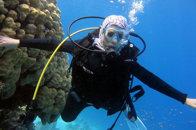 Excursion to Tiran Island by boat - What you’ll actually see: corals, fish, and occasional wildlife