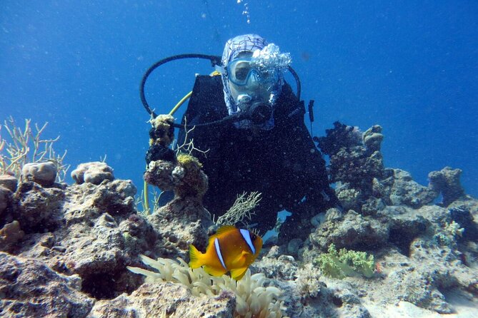 Excursion to Tiran Island by boat - The instructor factor: how the guide helps you spot more than fish