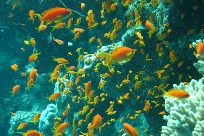 Excursion to Tiran Island by boat - Where Tiran fits in (and why you won’t step on the island)