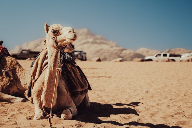 Experience Camel Riding in the Stunning Desert - Hurghada - Ride Setup and Safety: Helmets, Equipment, and a Guide Who Watches You