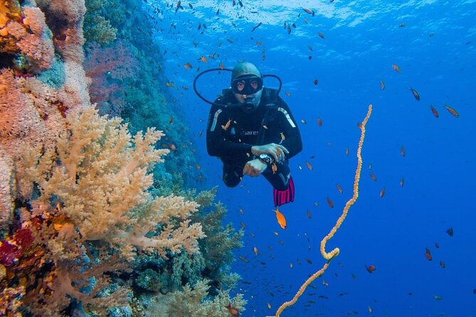 Explore Hurghada Two Thrilling Boat Dives for Certified Divers - What’s Included vs. What You Bring: Tanks, Weights, and Gear Reality