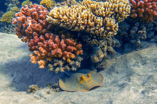 Explore Hurghada Two Thrilling Boat Dives for Certified Divers - Buffet Lunch at 12:00: Fuel Between the Two Outings