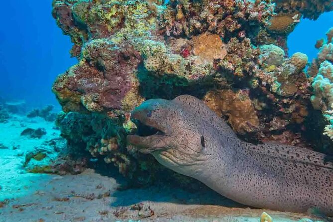 Explore Hurghada Two Thrilling Boat Dives for Certified Divers - Price and Value at $52.27: Where the Money Actually Goes