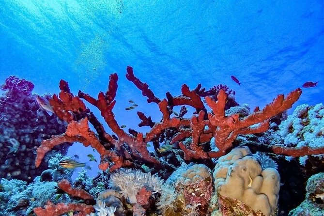Explore Hurghada Two Thrilling Boat Dives for Certified Divers - Practical Tips to Make Your Day Smoother