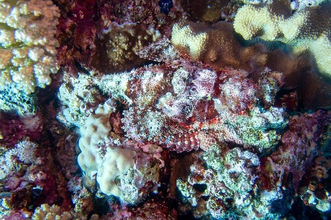 Explore Hurghada Two Thrilling Boat Dives for Certified Divers - Boat Comfort and Crew Care: What You’ll Actually Notice