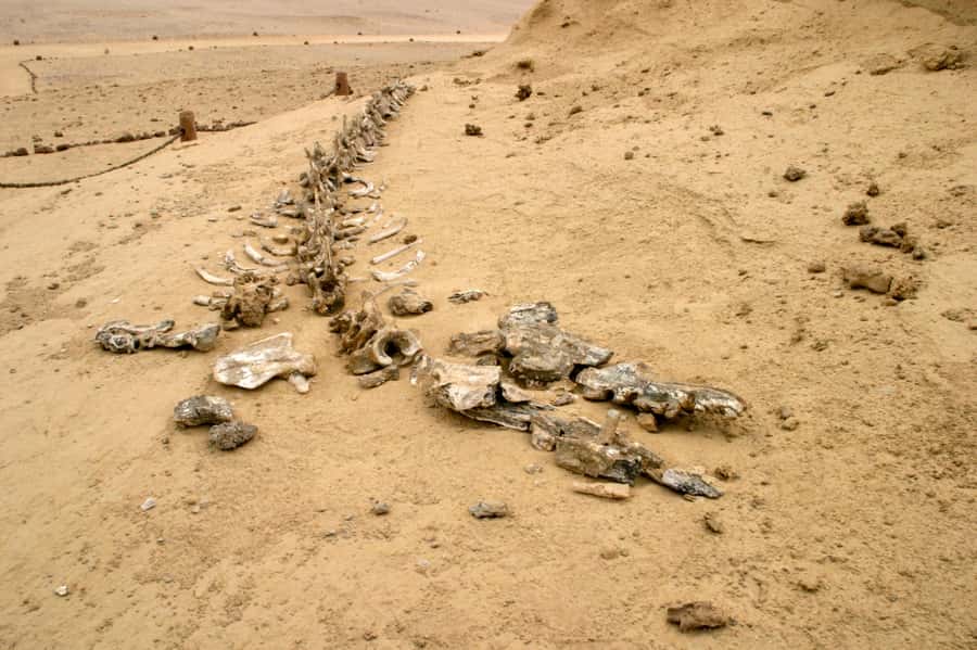 From Cairo: El Fayoum Private Day Trip with Lunch - 4X4 safari: the right kind of rugged