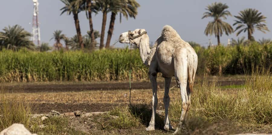 From Cairo: Fayoum Oasis and Wadi Al Rayan Guided Tour - Private Guide Energy: Why Your Guide Matters More Than You Think
