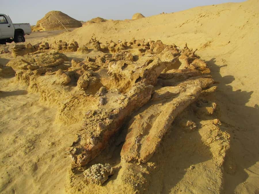 From Cairo: Full-Day Tour to El Fayoum - Price and value at $100: what you’re paying for, and what to check