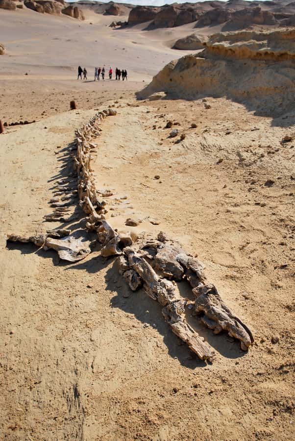 From Cairo: Full-Day Tour to El Fayoum - Who should book this El Fayoum trip from Cairo