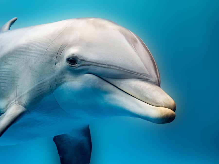 From Hurghada: Hula Hula Island Speedboat Tour with Dolphins - Key things to know before you go