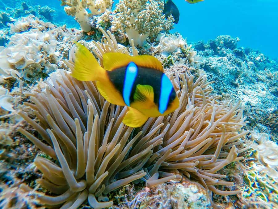 From Hurghada: Orange bay Snorkeling Cruise with Lunch - Practical Tips So Your Snorkel Stop Goes Smooth