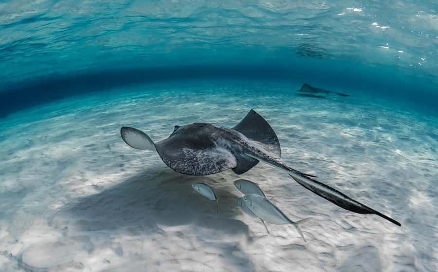 From Hurghada: Orange bay Snorkeling Cruise with Lunch - Drinks, Service, and the Day’s Pace
