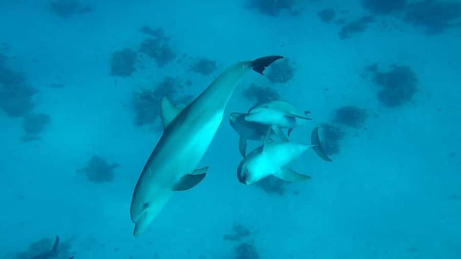 From Hurghada: Orange bay Snorkeling Cruise with Lunch - Who This Cruise Fits (and Who Might Want a Different Option)