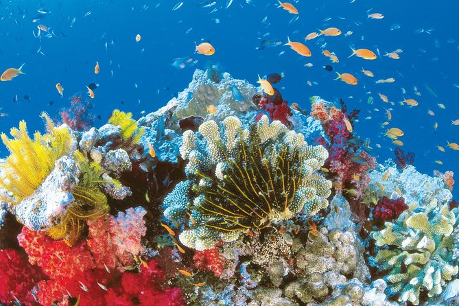 From Hurghada: Orange Bay Snorkeling Trip with Lunch - Snorkeling at Orange Bay with a guide (and what to do if you’re nervous)