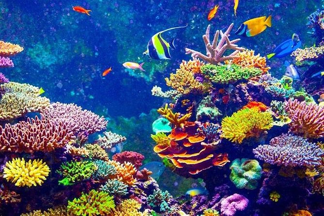From Hurghada: Orange Bay Snorkeling Trip with Lunch - Lunch on board: buffet food that beats many resort meals