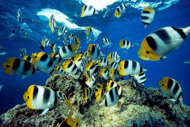 From Hurghada: Orange Bay Snorkeling Trip with Lunch - Small-group feel: why max 13 matters more than you think