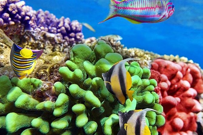 From Hurghada: Paradise Island Full-Day Snorkeling Tour - Snorkeling stops: guided, varied, and built for real viewing time