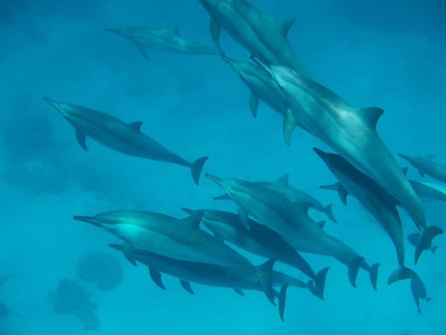 From Hurghada: Paradise Island Speedboat Tour with Dolphins - Key Things You’ll Notice on This Tour