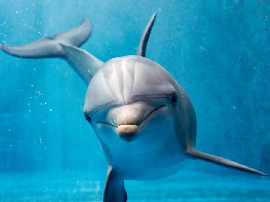 From Hurghada: Paradise Island Speedboat Tour with Dolphins - Speedboat + Dolphin Search: The Real Reason to Go
