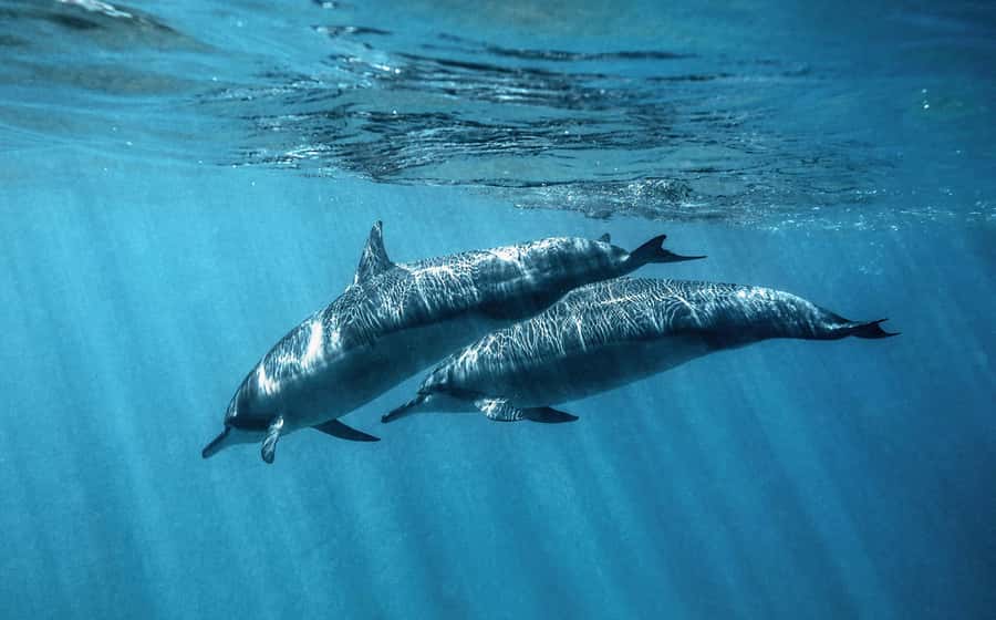 From Hurghada: Paradise Island Speedboat Tour with Dolphins - Snorkeling Coral Reefs: What You Get (and What Matters)
