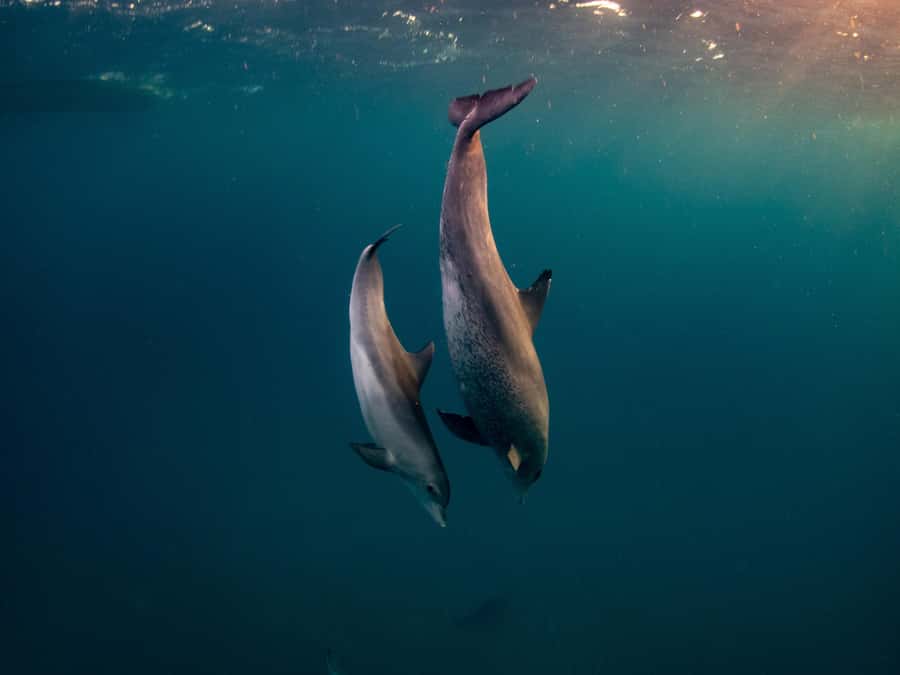 From Hurghada: Paradise Island Speedboat Tour with Dolphins - Paradise Island Time: Beach Relaxation With a Proper Schedule