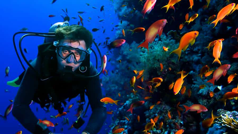 From Hurghada: Scuba Diving with Expert Guide & 2 Dives - Should You Book This Hurghada Two-Session Scuba Experience?