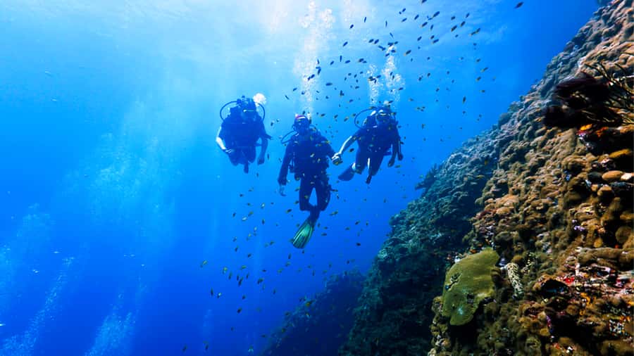 From Hurghada: Scuba Diving with Expert Guide & 2 Dives - Reef Stops and Expected Marine Life: Dolphins, Turtles, Rays, and Fish