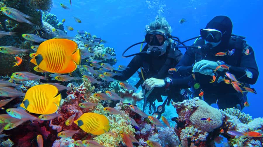 From Hurghada: Scuba Diving with Expert Guide & 2 Dives - Getting From Your Hotel to the Water: Pickup Timing and Transfers