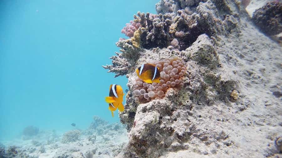 From Sharm: Luxury Diving cruise to Ras Mohammed with Lunch - First stop at Ras Mohammed: clear water and a guided underwater plan