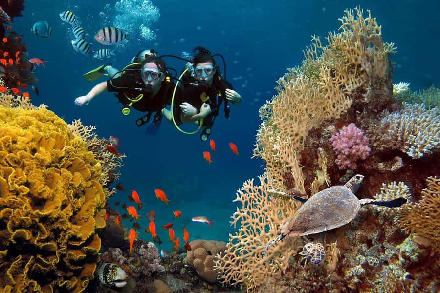 From Sharm: Luxury Diving cruise to Ras Mohammed with Lunch - White Island stop: a bonus if your day includes it