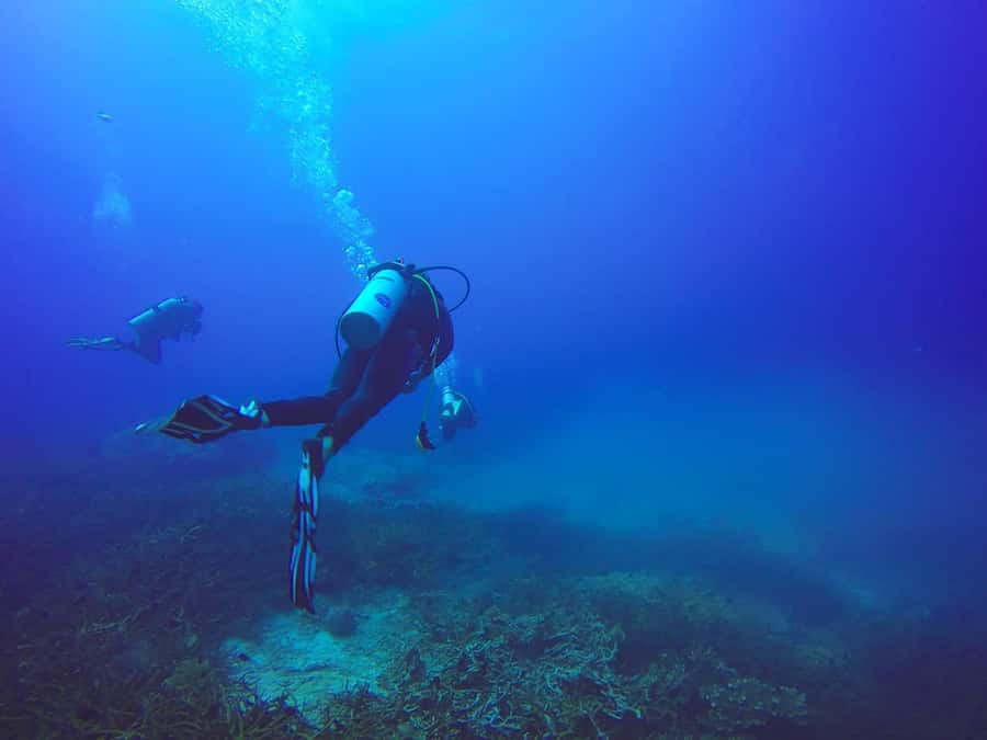 From Sharm: Luxury Diving cruise to Ras Mohammed with Lunch - Lunch onboard: what’s included and what to expect