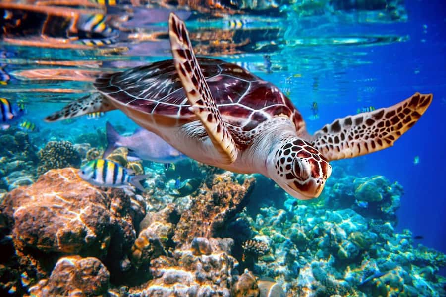 From Sharm: Ras Mohammed snorkeling cruise & optional diving - From Watanya Marina to Ras Mohammed: the part that sets the tone