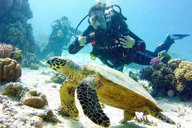 Full Day Diving for Beginners with Lunch in Hurghada - Key highlights you’ll feel on the day