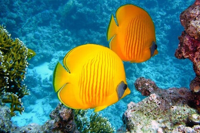 Full Day Diving for Beginners with Lunch in Hurghada - The first underwater session: shallow spots and close guidance