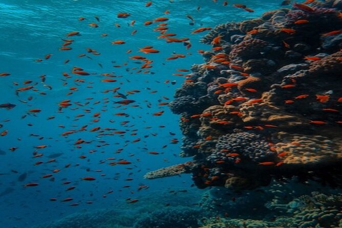 Full Day Diving for Beginners with Lunch in Hurghada - Second underwater session: when confidence usually clicks
