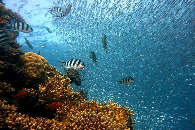 Full Day Diving for Beginners with Lunch in Hurghada - What to watch for: timing, water entry pace, and fees on top