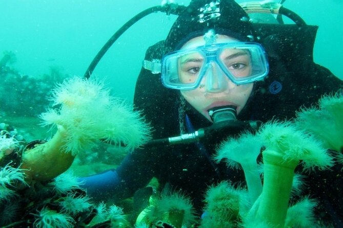 Full Day Diving for Beginners with Lunch in Hurghada - Who this suits best (and who might look elsewhere)