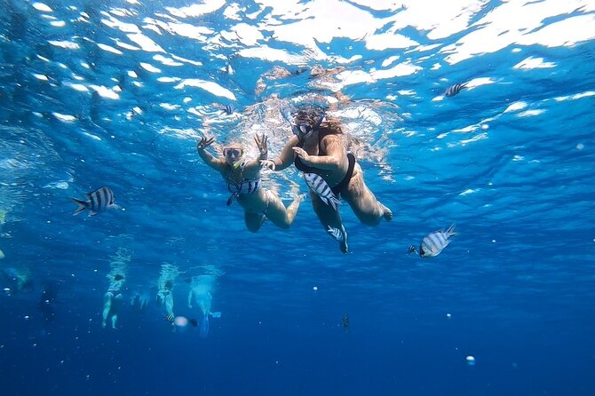 Full-day Dolphin House And Swim With Dolphin - Snorkeling at the Red Sea: What Two 45-Minute Sessions Really Do