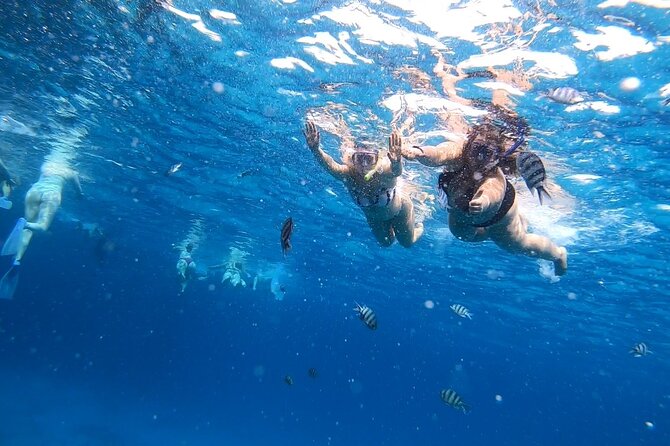 Full-day Dolphin House And Swim With Dolphin - Lunch on the Boat: Kofta, Fish, and a Day That Stays Simple