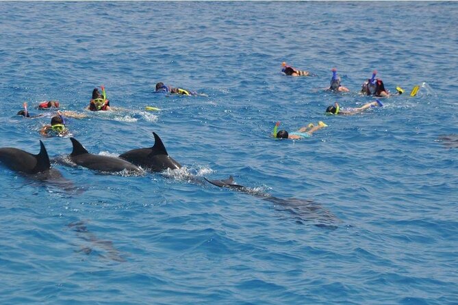 Full-day Dolphin House And Swim With Dolphin - How the Day Flows: Boat, Snorkel Stops, and Dolphin House Timing