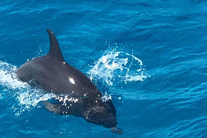 Full-Day Experience with Dolphins and Snorkeling in Red Sea - Key highlights you’ll feel right away