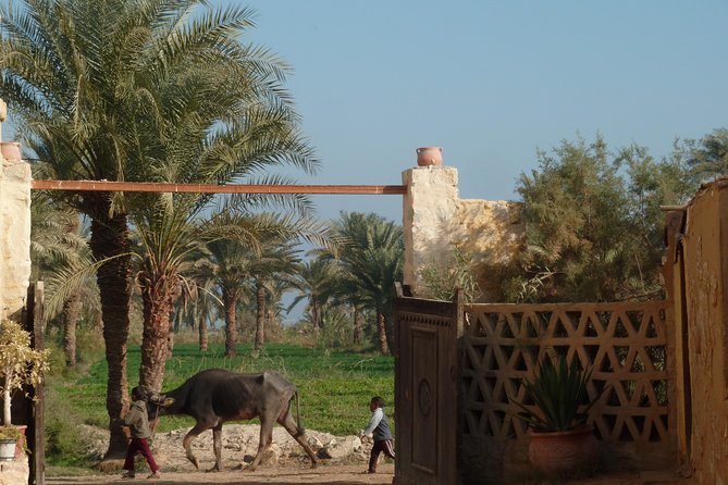 Full-Day Fayoum Oasis and Waterfalls of Wadi El-Rayan Tour from Cairo - Transport and group size: why the vehicle setup matters