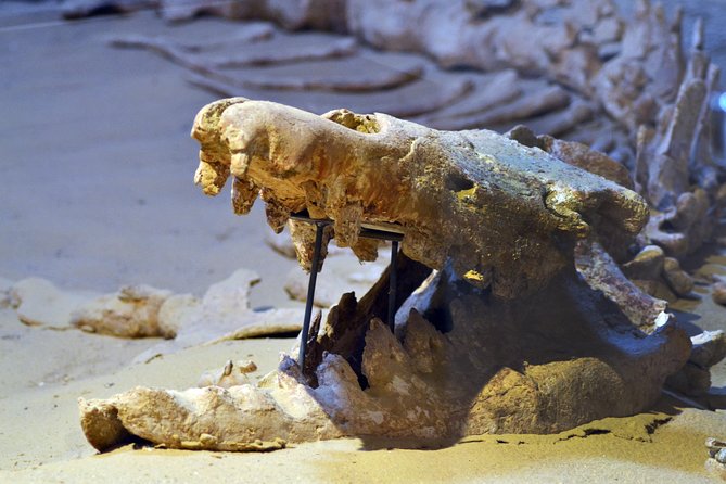Full-Day Fayoum Oasis Private Tour from Cairo or Giza - A whale fossil day trip that doesn’t drag
