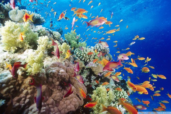 Full Day Marsa Mubarak Snorkeling Sea Trip & Lunch With Transfer – Marsa Alam - Key Highlights at a Glance