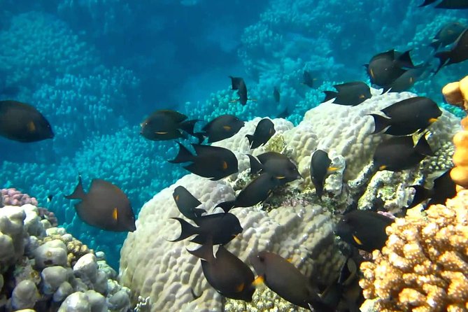 Full Day Marsa Mubarak Snorkeling Sea Trip & Lunch With Transfer – Marsa Alam - The Buffet Lunch on Board: A Real Benefit, Not Just a Sidelight