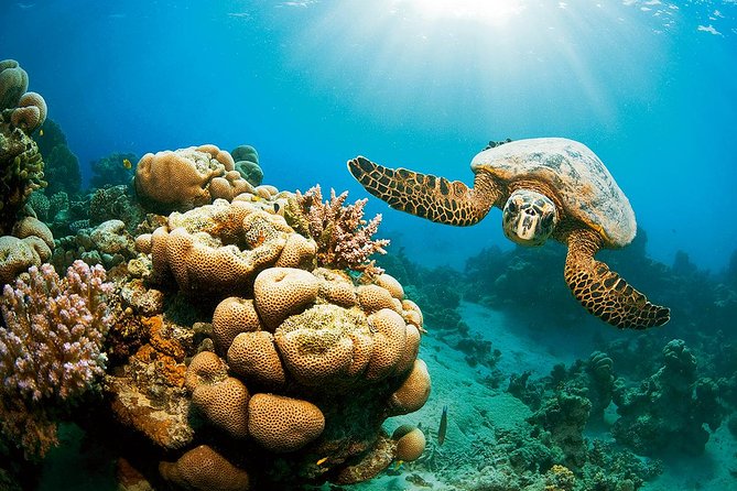 Full Day Marsa Mubarak Snorkeling Sea Trip & Lunch With Transfer – Marsa Alam - Equipment and Life Vest: Comfort Leads to Better Snorkeling