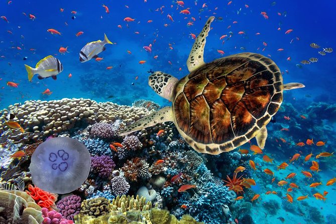 Full Day Marsa Mubarak Snorkeling Sea Trip & Lunch With Transfer – Marsa Alam - The One Caution: Boarding and Getting On/Off Boats