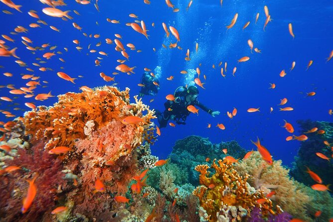 Full Day on Boat with 2 Dives in the Marine Parks of Sharm - Price and Logistics Check: Is $87.11 a Good Deal?