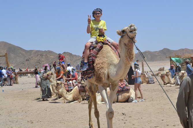 Full Day Safari ATV Quad, Camel Ride & Bedouin Dinner- Hurghada - Dinner and the Bedouin Show: Belly Dance, Tanoura, Fakir